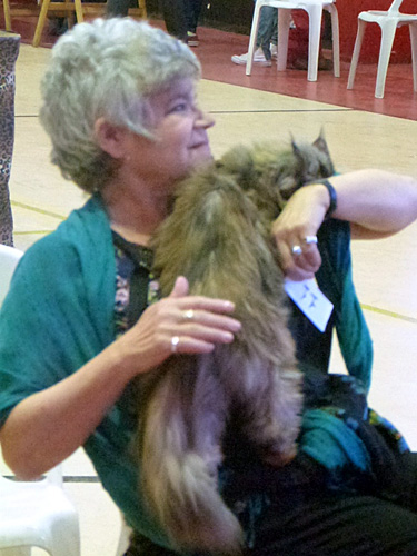 Gatos del criadero en la exposición de Mar del Plata, 2015