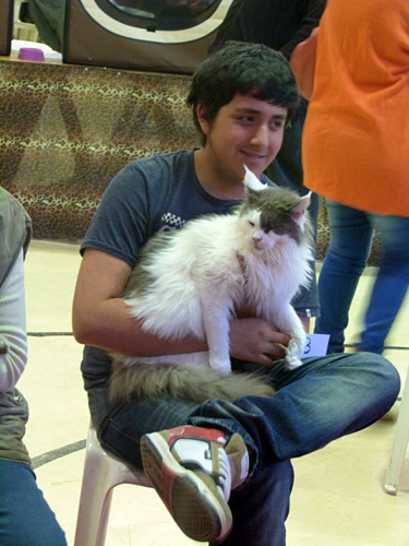 Gatos del criadero en la exposición de Mar del Plata, 2015