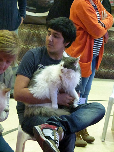 Gatos del criadero en la exposición de Mar del Plata, 2015