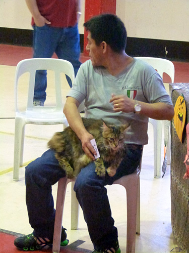 Gatos del criadero en la exposición de Mar del Plata, 2015