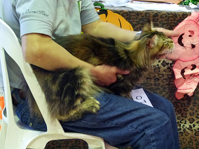 Gatos del criadero en la exposición de Mar del Plata, 2015