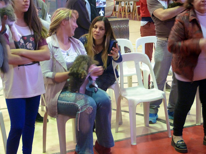 Gatos del criadero en la exposición de Mar del Plata, 2015