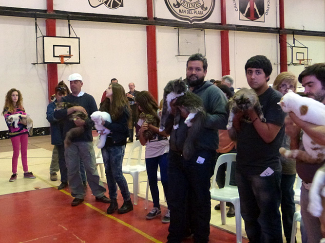 Gatos del criadero en la exposición de Mar del Plata, 2015