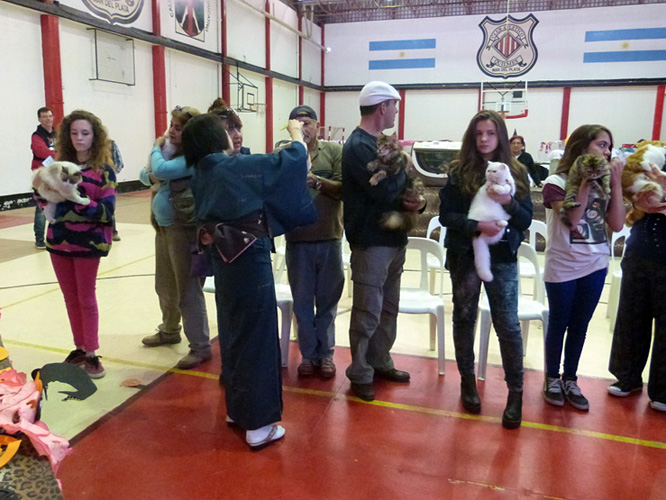 Gatos del criadero en la exposición de Mar del Plata, 2015