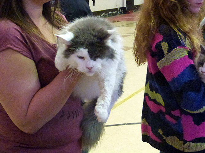 Gatos del criadero en la exposición de Mar del Plata, 2015