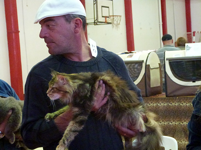 Gatos del criadero en la exposición de Mar del Plata, 2015