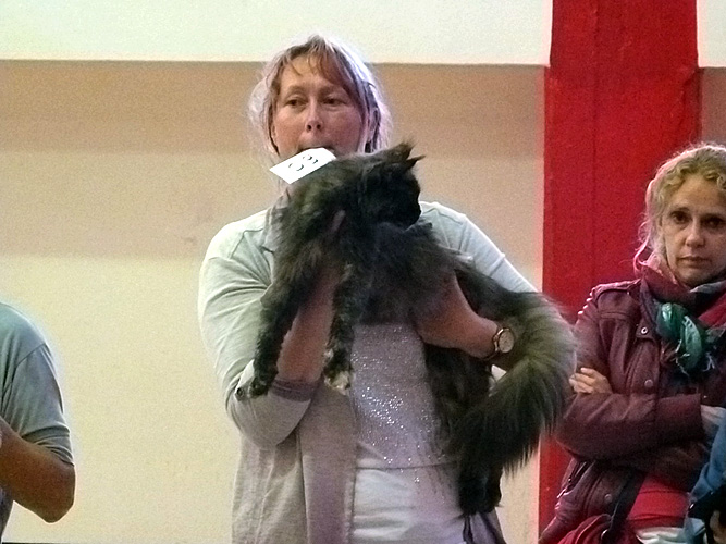 Gatos del criadero en la exposición de Mar del Plata, 2015
