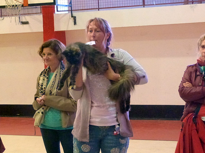 Gatos del criadero en la exposición de Mar del Plata, 2015
