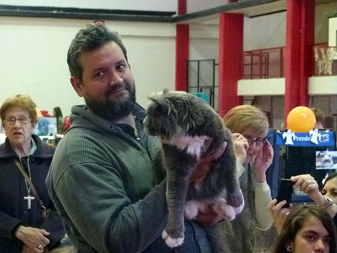 Gatos del criadero en la exposición de Mar del Plata, 2015