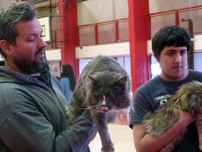 Gatos del criadero en la exposición de Mar del Plata, 2015