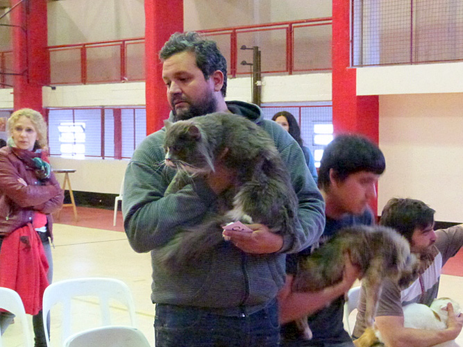 Gatos del criadero en la exposición de Mar del Plata, 2015