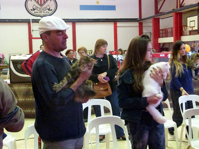 Gatos del criadero en la exposición de Mar del Plata, 2015