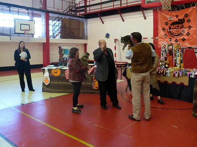 Gatos del criadero en la exposición de Mar del Plata, 2015