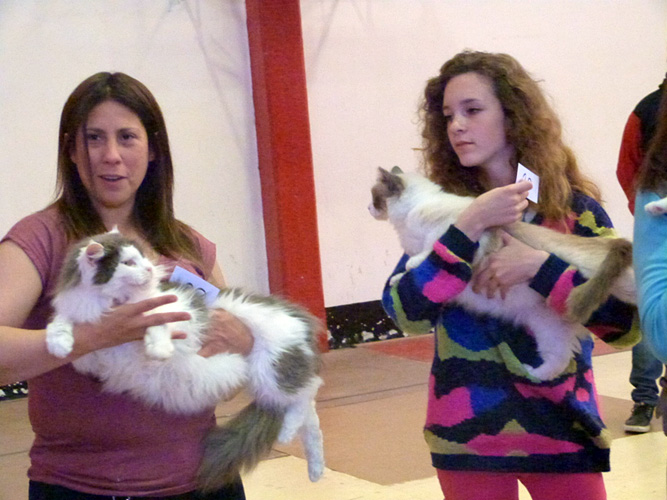 Gatos del criadero en la exposición de Mar del Plata, 2015