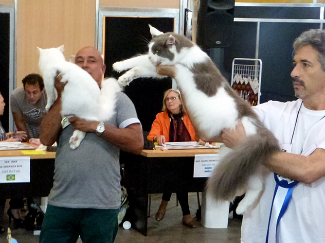 Gatos del criadero en la exposición de Buenos Aires, 2016