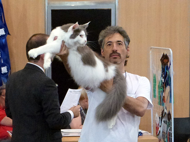 Gatos del criadero en la exposición de Buenos Aires, 2016