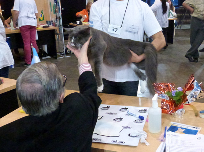 Gatos del criadero en la exposición de Buenos Aires, 2016