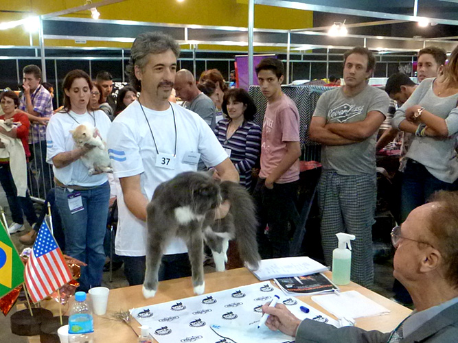 Gatos del criadero en la exposición de Buenos Aires, 2016