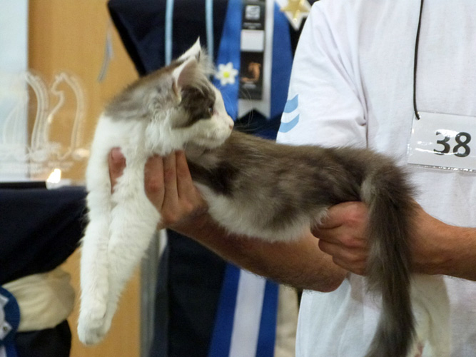 Gatos del criadero en la exposición de Buenos Aires, 2016