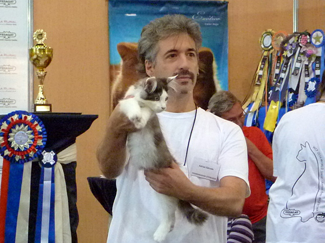 Gatos del criadero en la exposición de Buenos Aires, 2016