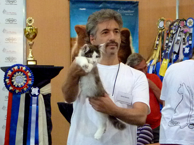 Gatos del criadero en la exposición de Buenos Aires, 2016