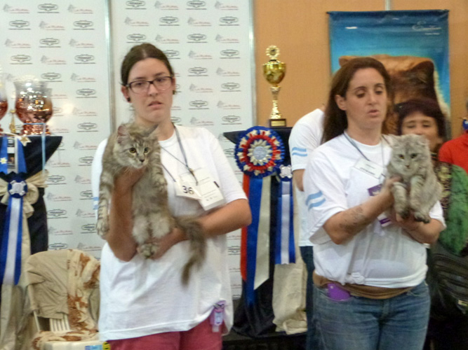 Gatos del criadero en la exposición de Buenos Aires, 2016