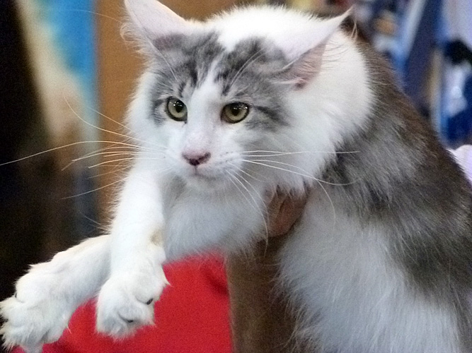 Gatos del criadero en la exposición de Buenos Aires, 2016