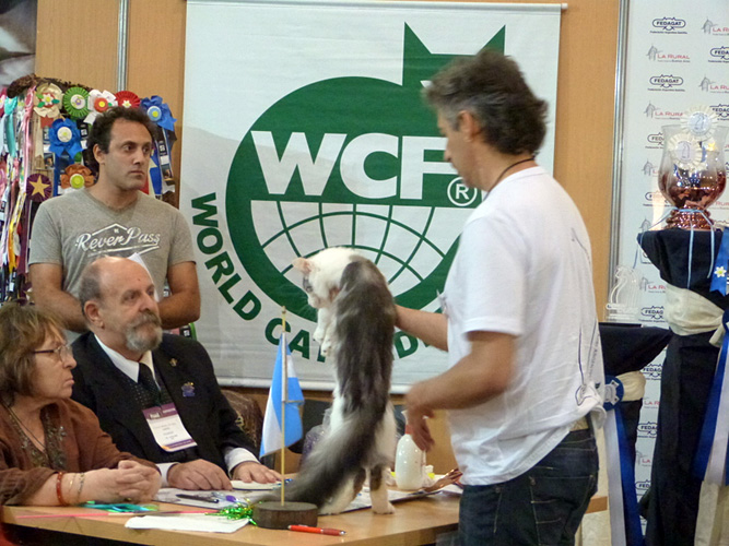 Gatos del criadero en la exposición de Buenos Aires, 2016