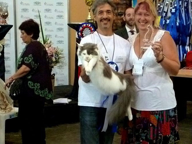 Gatos del criadero en la exposición de Buenos Aires, 2016