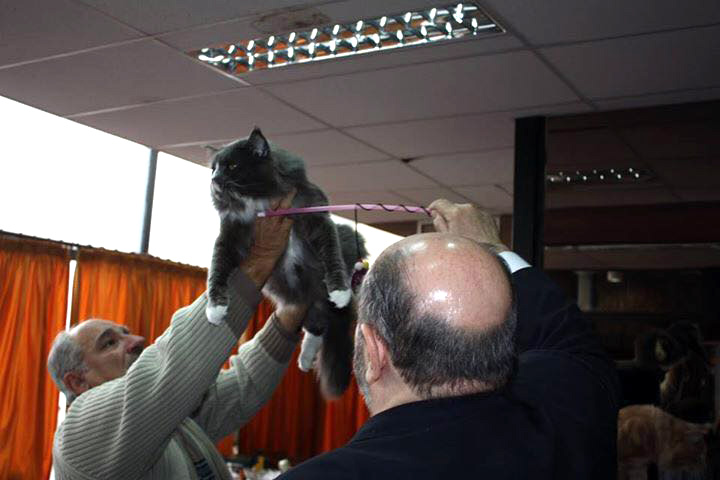 JustCoons Pas de Deux en la exposición de Colonia, 2016