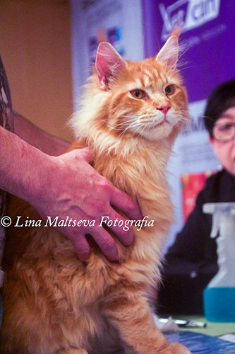 Luciernagas Ballazzo en la exposición de Montevideo, 2017