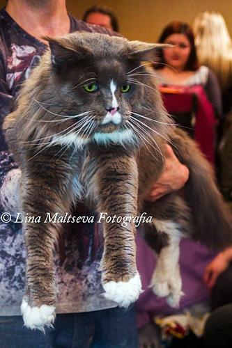 JustCoons Pas de Deux en la exposición de Montevideo, 2017