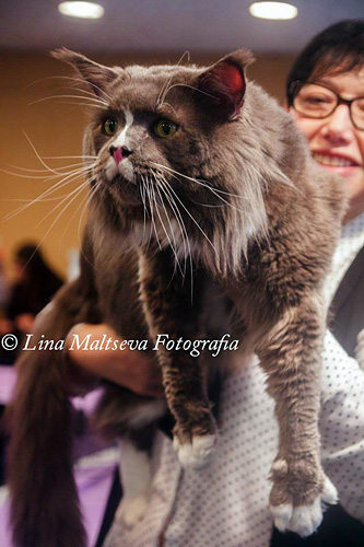 JustCoons Pas de Deux en la exposición de Montevideo, 2017