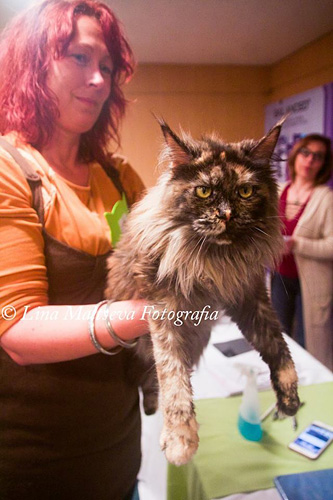 BR* Gugatto Rapanui en la exposición de Montevideo, 2017