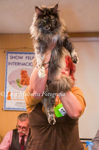 BR* Gugatto Rapanui en la exposición de Montevideo, 2017