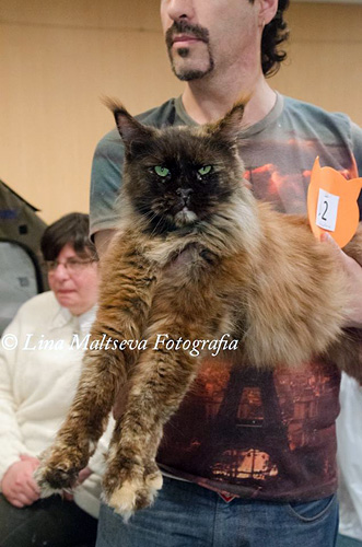 JustCoons Killer Queen en la exposición de Montevideo, 2017