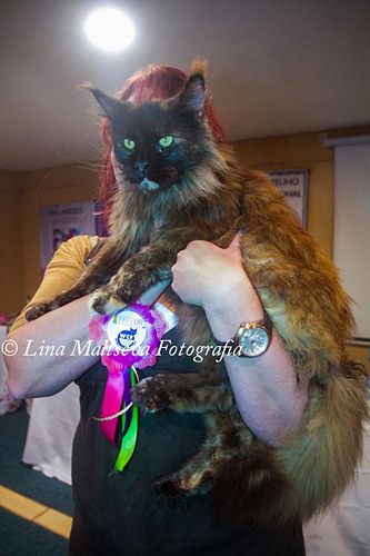JustCoons Killer Queen en la exposición de Montevideo, 2017