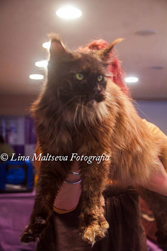 JustCoons Killer Queen en la exposición de Montevideo, 2017