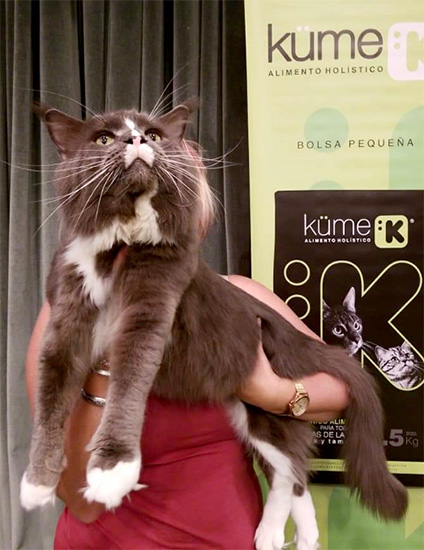 JustCoons Pas de Deux en la exposición de Buenos Aires, 2019