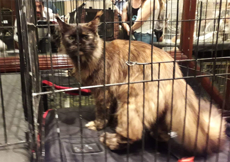 JustCoons Killer Queen en la exposición de Buenos Aires, 2019